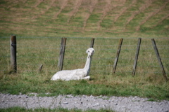DSC_0066.JPG