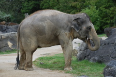 DSC_0550.JPG