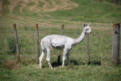 DSC_0068.JPG