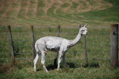 DSC_0069.JPG