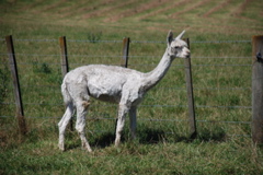 DSC_0070.JPG