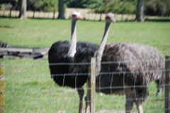 DSC_0071.JPG