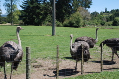 DSC_0073.JPG