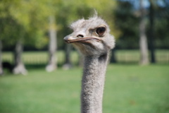 DSC_0074.JPG