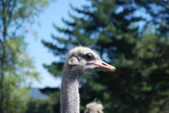 DSC_0079.JPG
