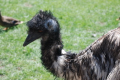 DSC_0081.JPG