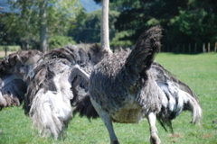 DSC_0084.JPG