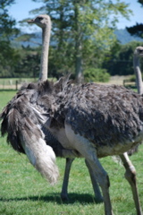 DSC_0085.JPG