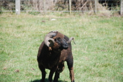DSC_0086.JPG