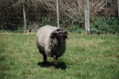 DSC_0088.JPG
