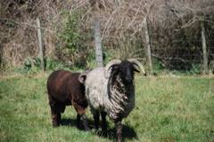 DSC_0089.JPG