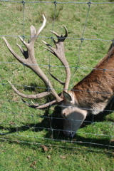 DSC_0093.JPG
