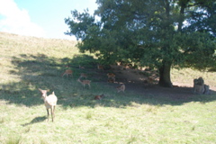 DSC_0095.JPG