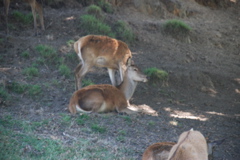DSC_0096.JPG