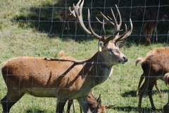 DSC_0097.JPG