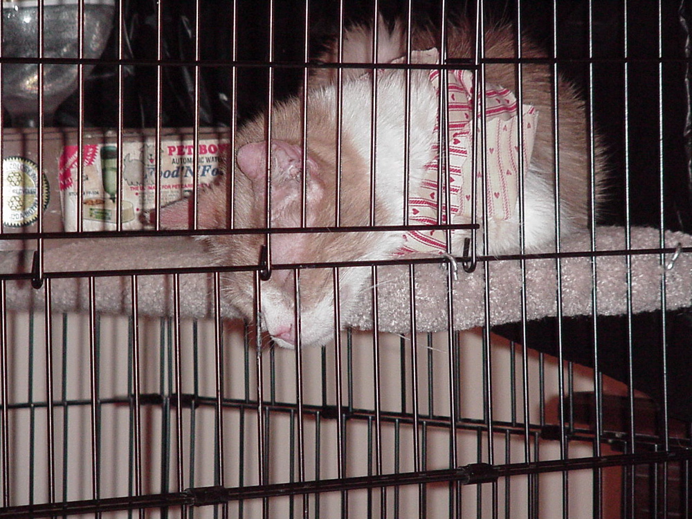 sleeping fluffy