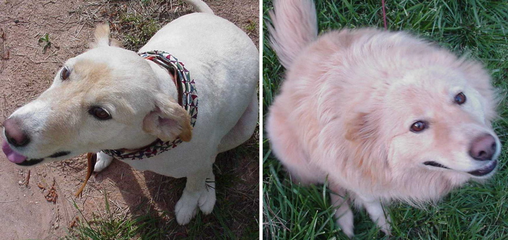 goldiebeforeandafter