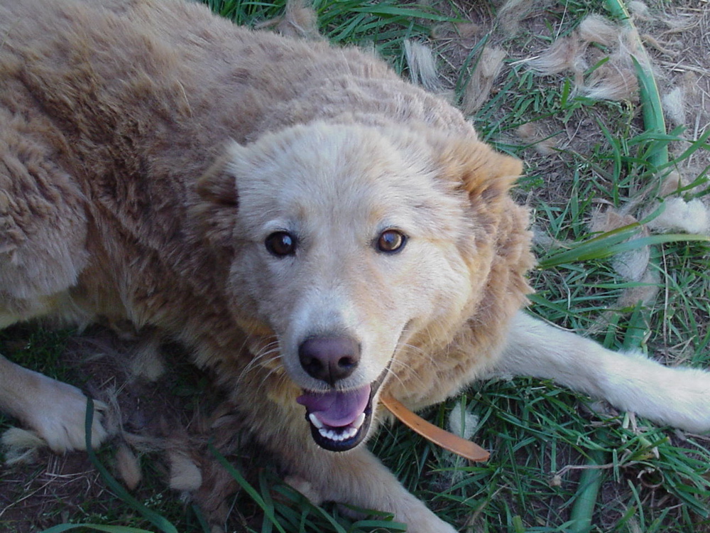 goldie bad hair day