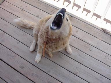 when goldies attack