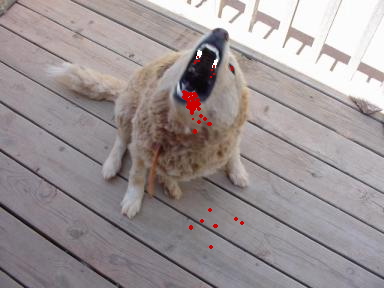bloody goldie