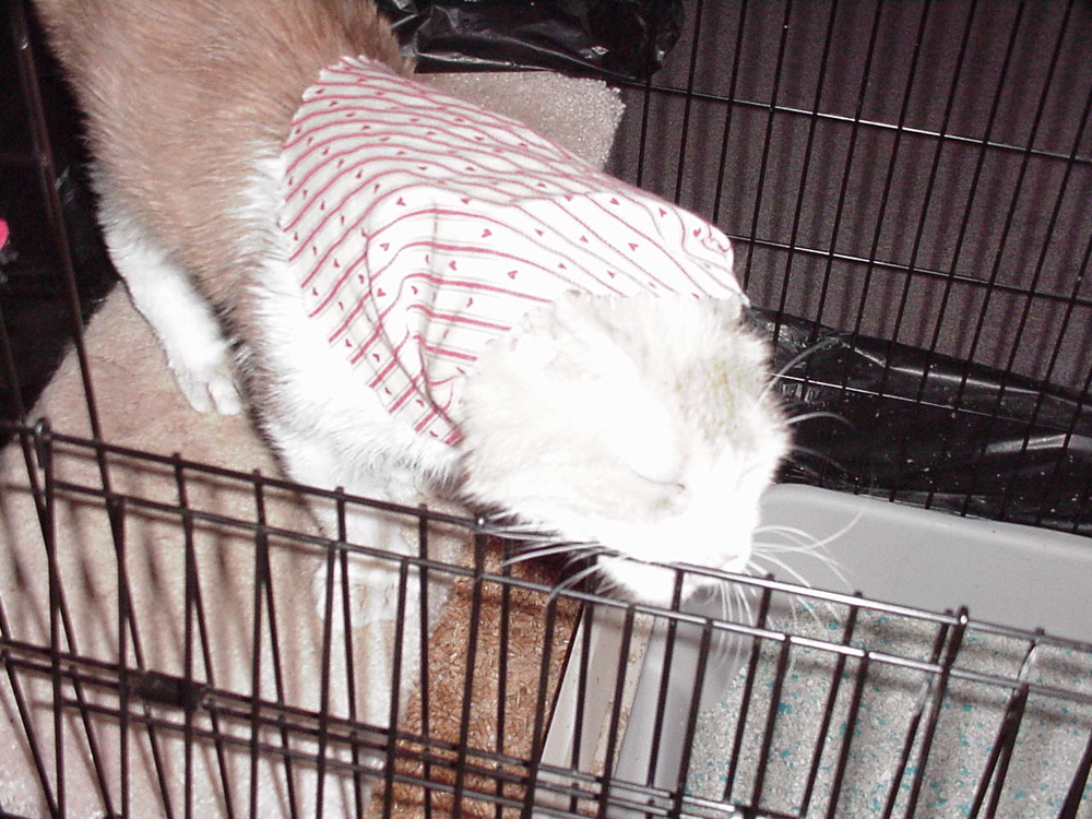 fluffy in cage
