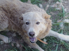 goldie bad hair day