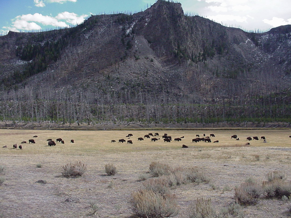buffalo3
