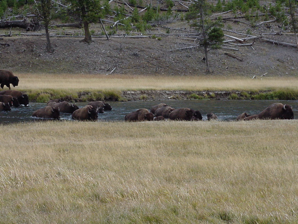 buffalo4