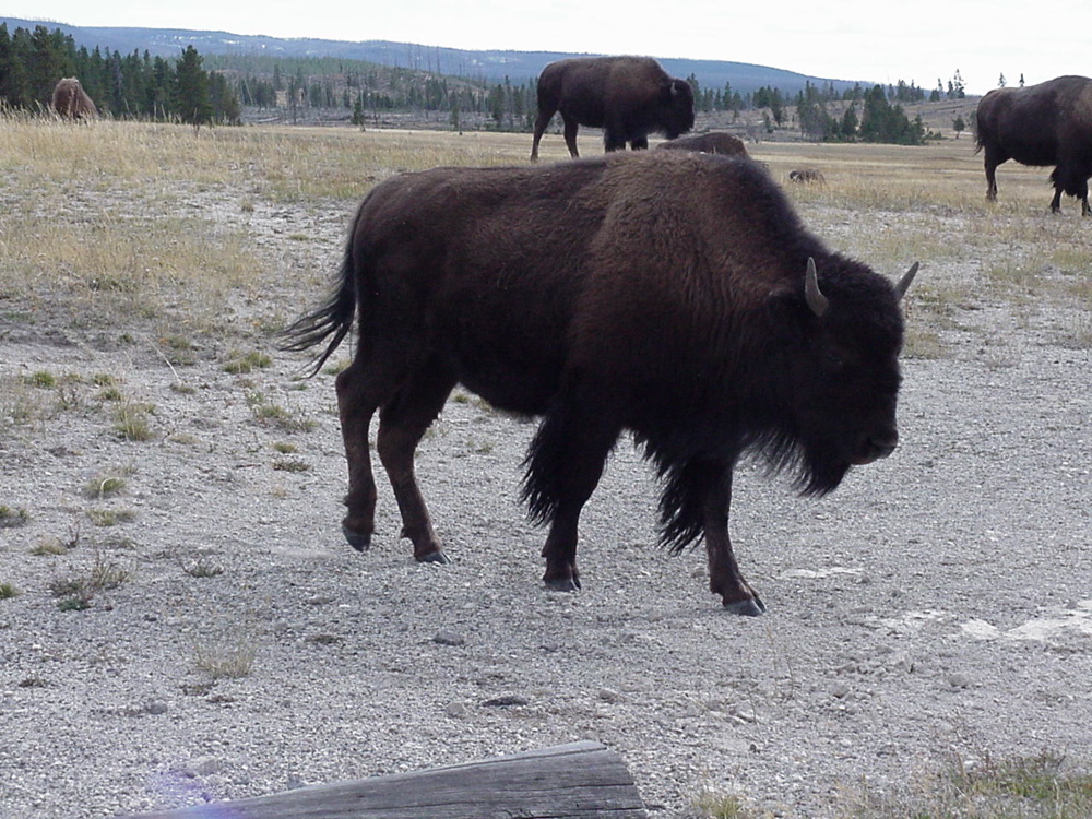 buffalo