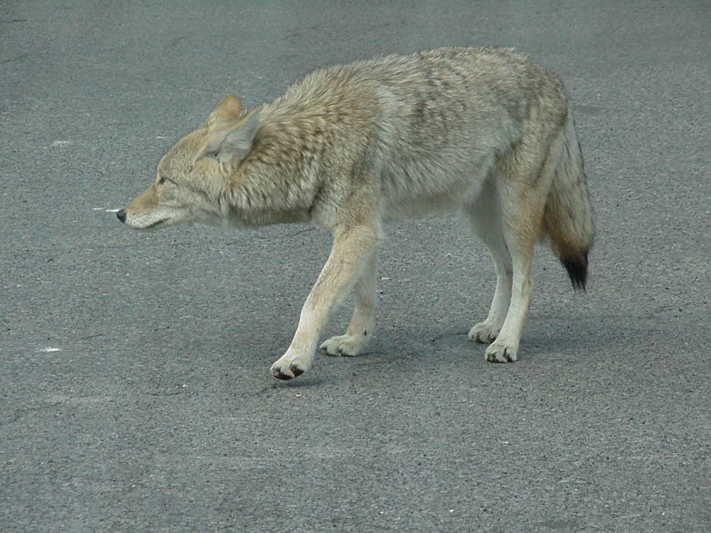 coyote2