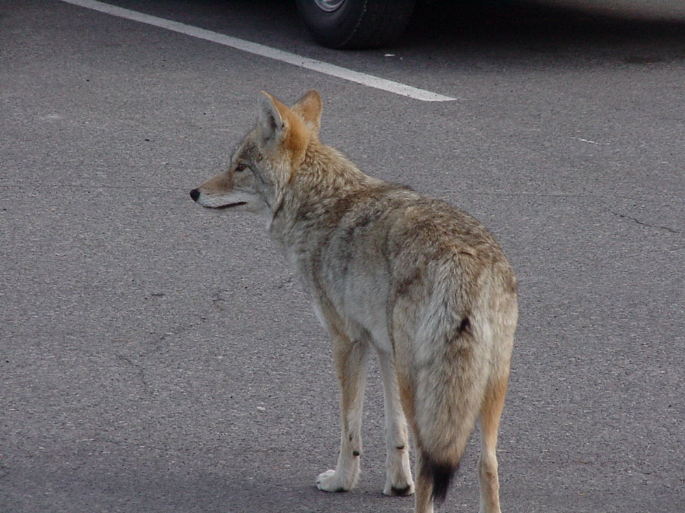 coyote3