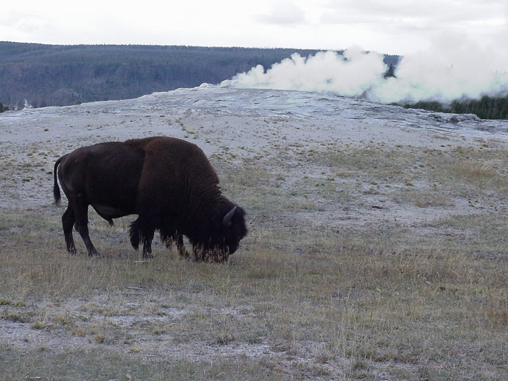 oldfaithful5