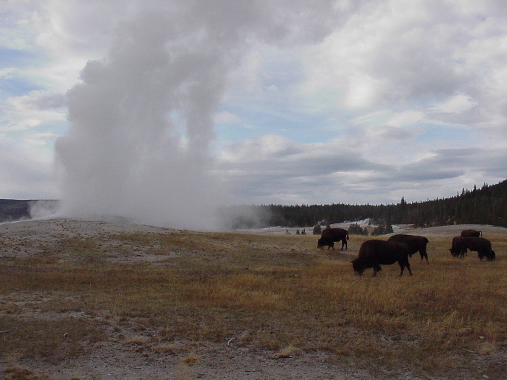 oldfaithful7