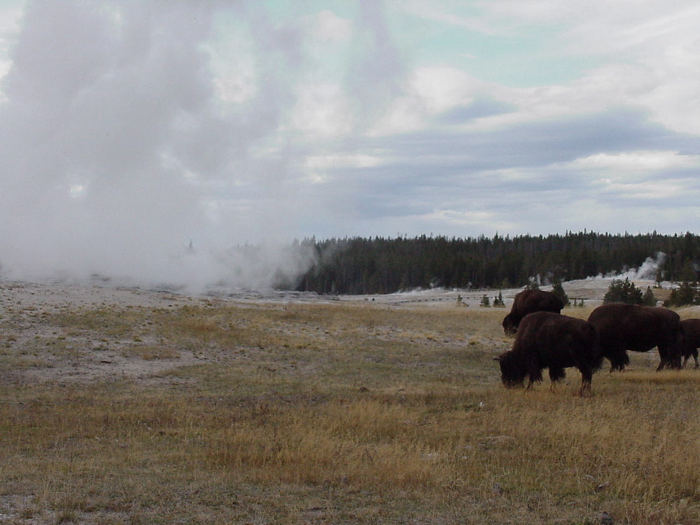 oldfaithful
