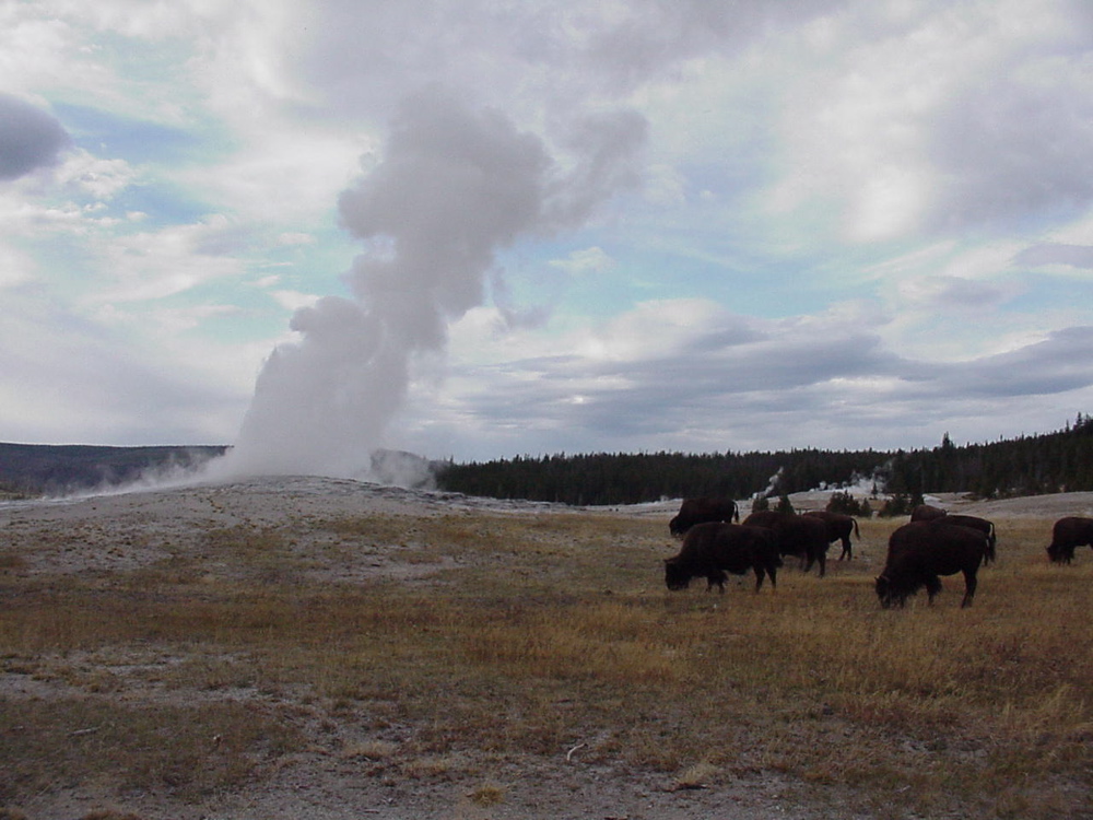 oldfaithful6