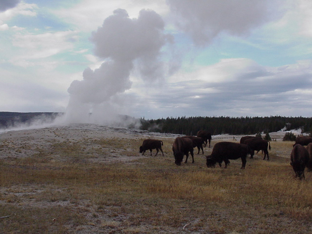 oldfaithful9