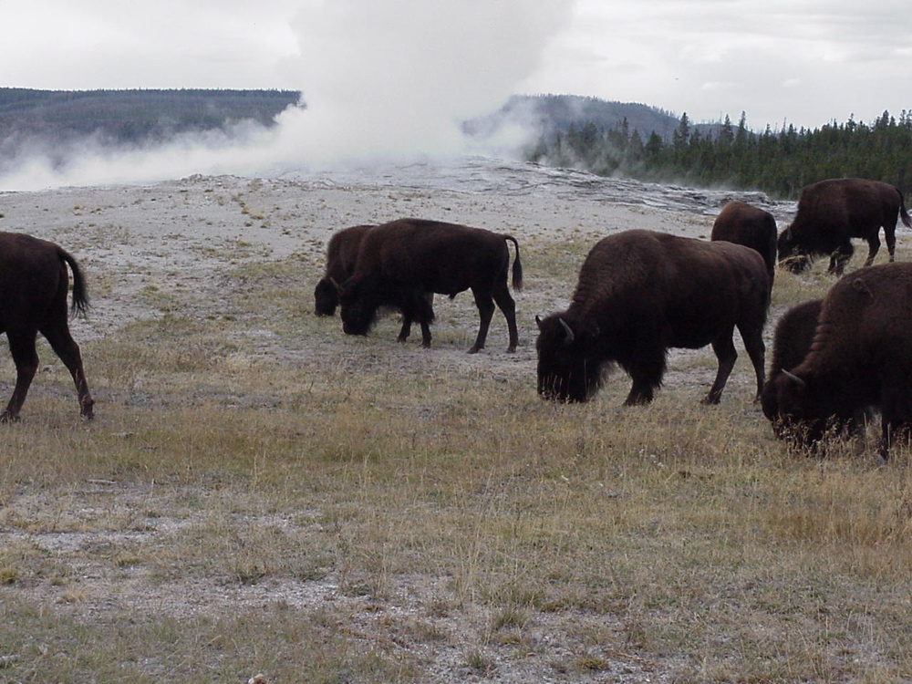 oldfaithful12