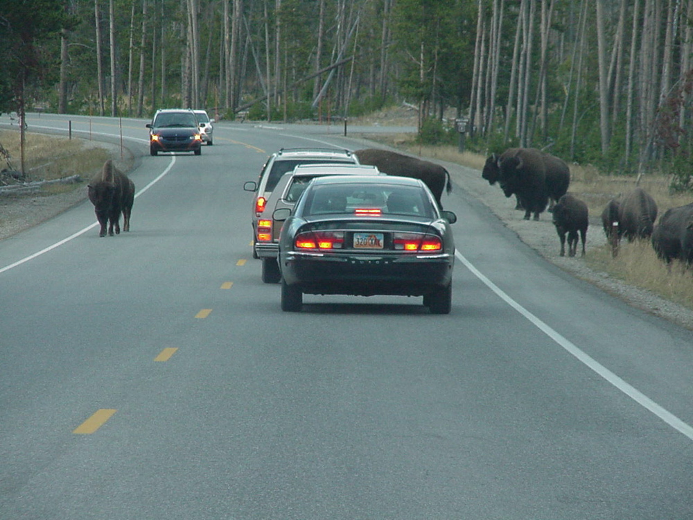 buffalo6