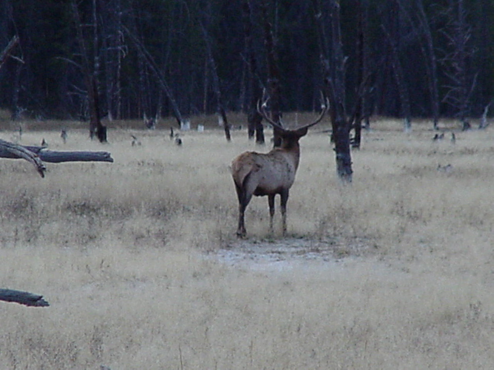 elk3