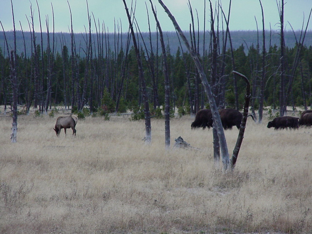 buffalo_elk
