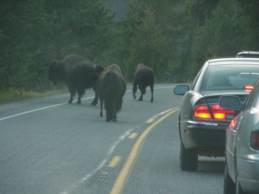 buffalo5