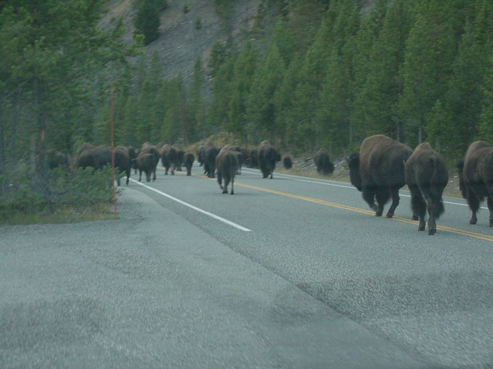 buffalo10