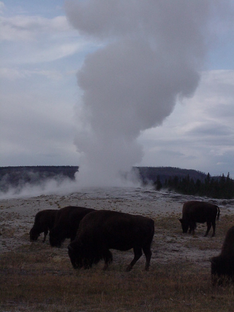 oldfaithful13
