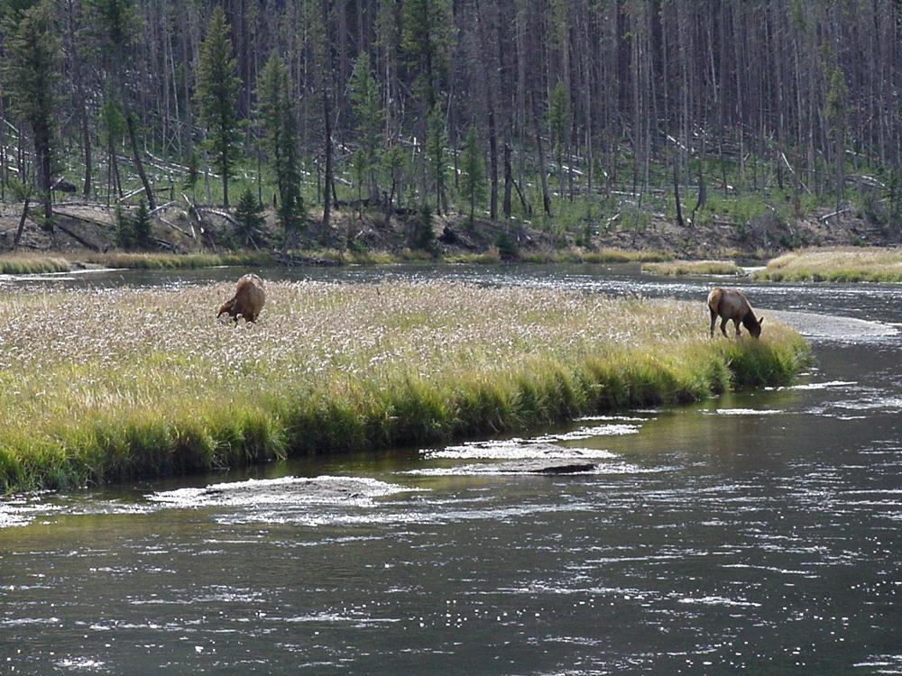 elk1