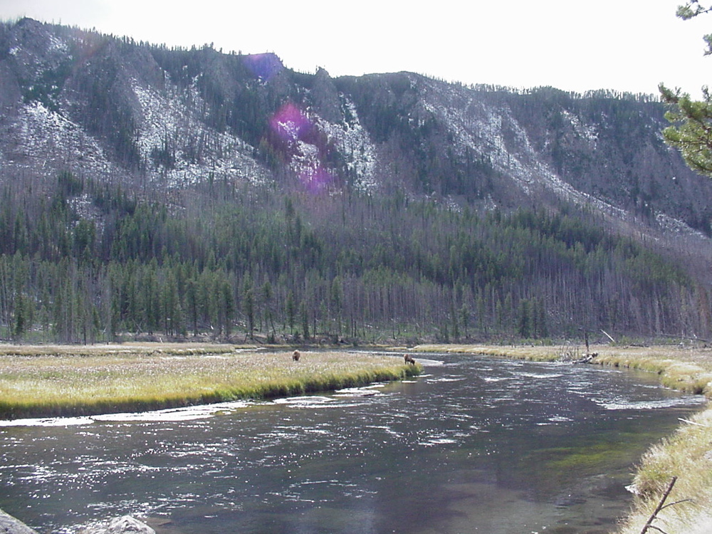 elk2