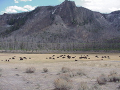 buffalo3