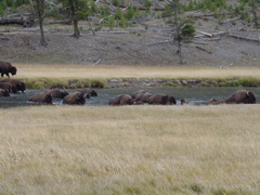 buffalo4