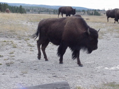 buffalo