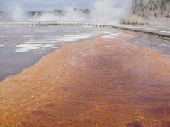 bacteria_mat