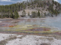 bacteriapool